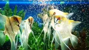 Какво и колко пъти на ден трябва да нахрани скалара в аквариума